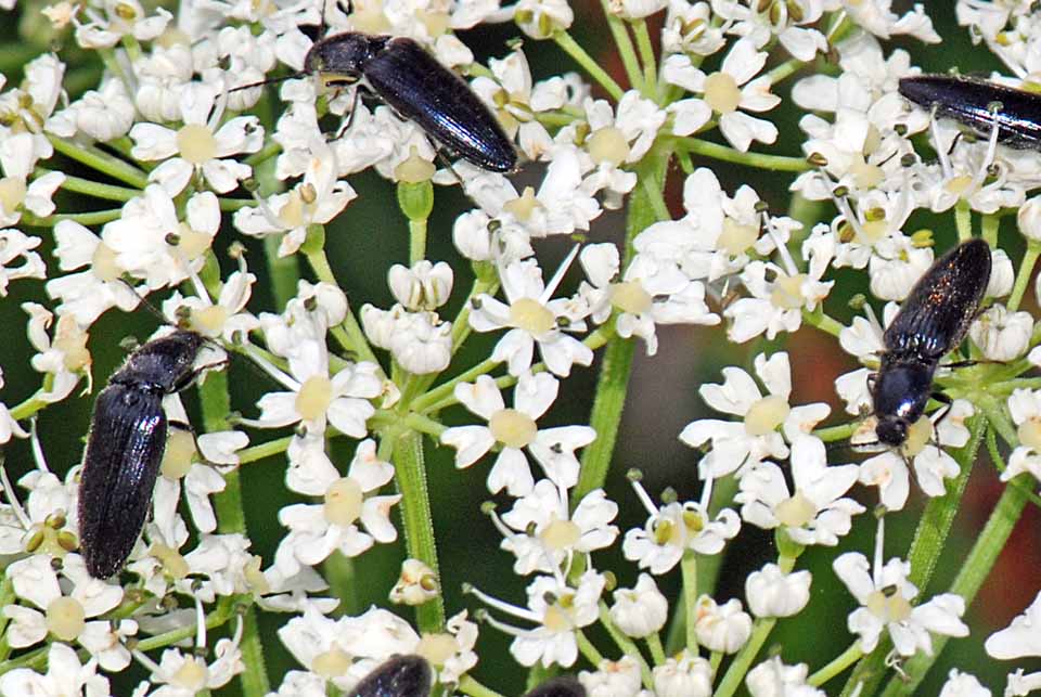 Elateridi  sul monte Civetta da ID. Hemicrepidius hirtus